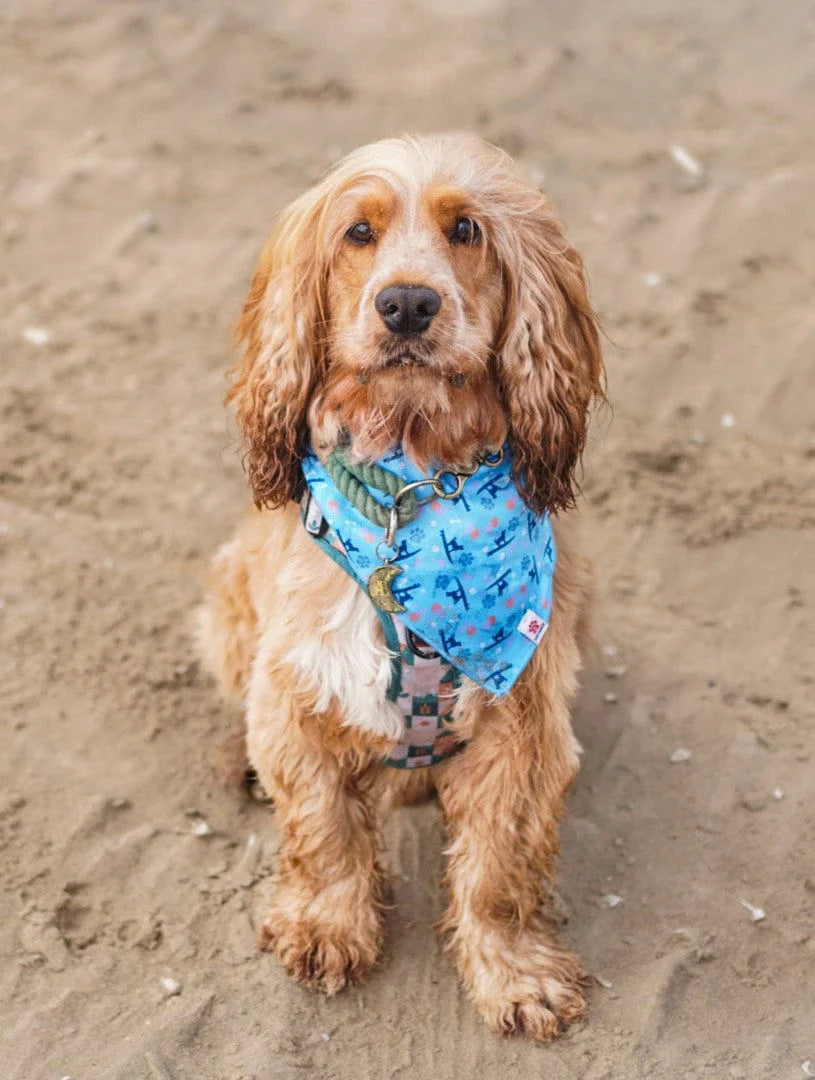 Saltrock Pawprint Dog Bandana - Blue